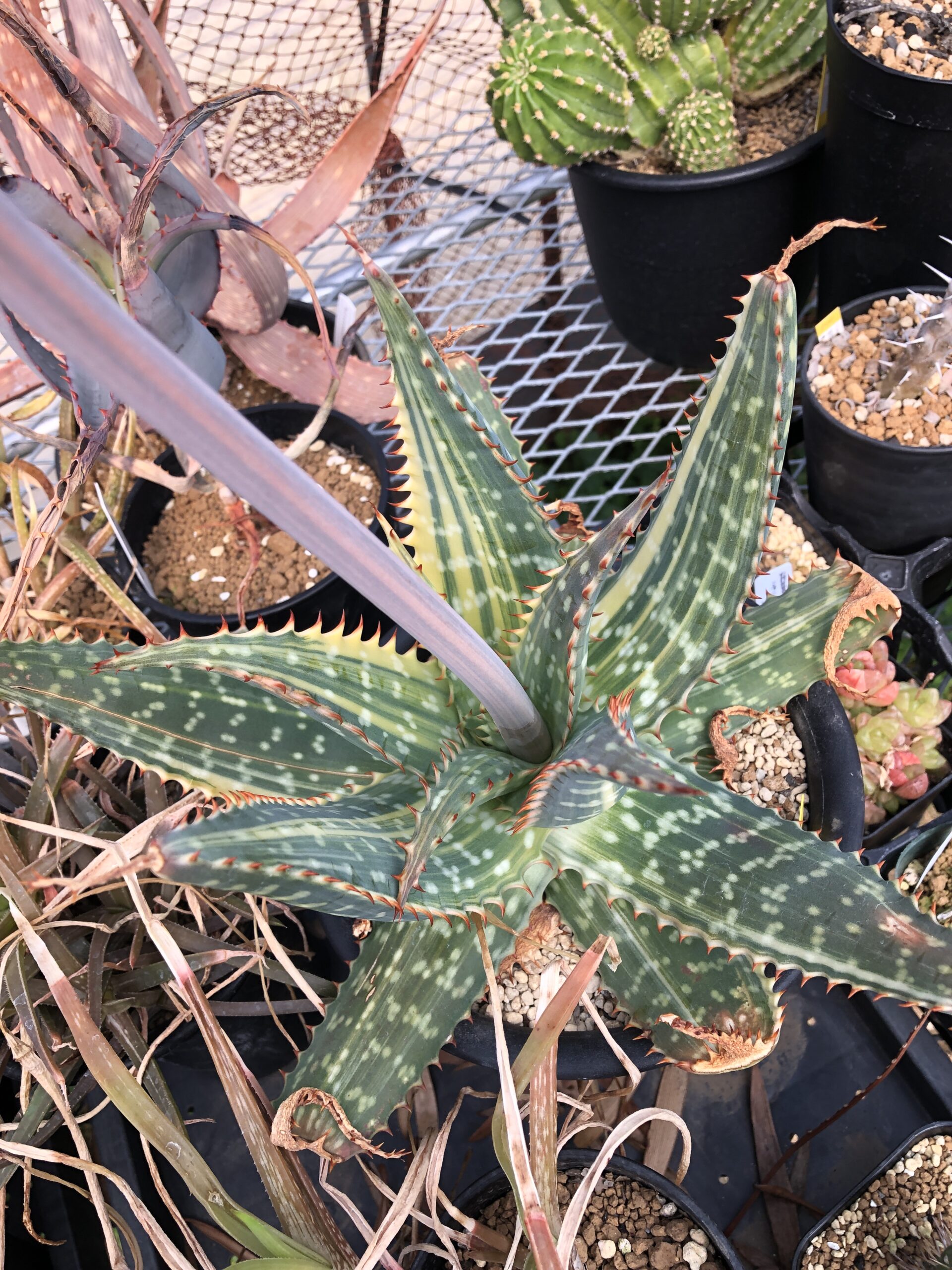 アロエ ペグレラエ Aloe Peglerae もくばらやの気楽な栽培記録 アロエ ペグレラエ Aloe Peglerae もくばらやの気楽な栽培記録