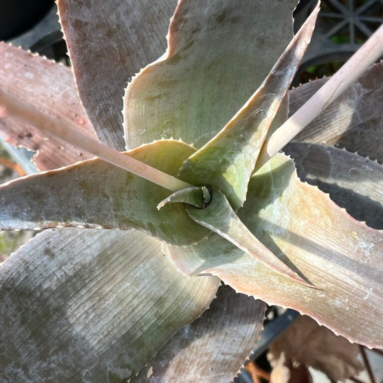 Aloe imalotensis 大株 Aloe imalotensis var. longeracemosa – Mahaboboka Aloe – Buy seeds