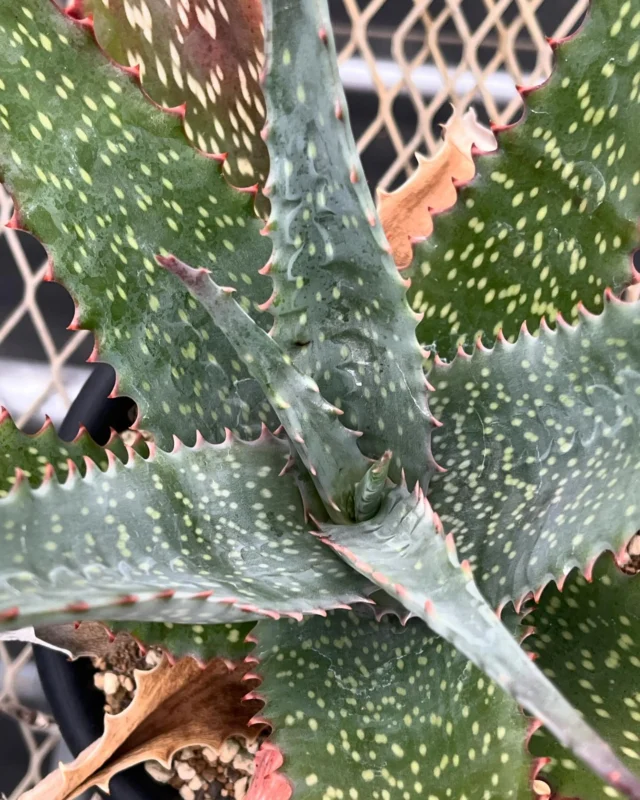 Aloe labworana subsp. labworana
Distribution: South Sudan; N-Uganda
#aloelabworana 
#アロエラブウォラナ
2017年にsubsp.のlongifoliaが登録されこの名称に変更になったようです。
幹立ちせずにロゼットに広がる綺麗な種です。
初めて子株ができました😊