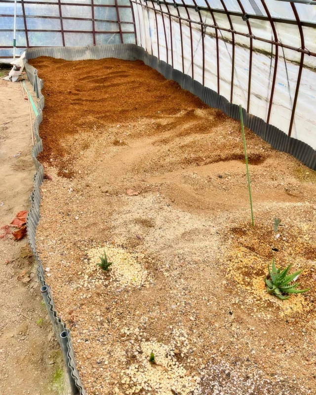 旧温室の地植えコーナー。
いつもお世話になってるサボテン園さんから土をいただき、地植えゾーンにインしました。
軽トラ5杯分くらい搬送しました💦
といっても椎間板ヘルニアでほぼ働けず、 @mikami.fu さんのパワーで形になりました🙌
前回用土搬入したときに試験的に植え込んだイラフェンシス、メラナカンサ、アスペリフォリア、アローディア。
アスペリフォリアは腐り、アローディアは虫に食べられました。
イラフェンシス、メラナカンサは好調な様子。
今後この地植えコーナーで小型〜中型までのアロエや南ア、マダガスカルの植物を地植えして鉢サイズに制限されない全力を楽しめるかと思案中です🙌

#mokubaraya #モクバラヤ #mokubarayasaloe #Aloaceae #aloe #aloeplants #アロエ #アロエ沼 #アロエ好き #アロエ栽培　#蘆薈師會　#PlantLovers #Succulents #Cactus #Aloe 
#AloeSpecies #AloeVera #AloeLovers 
#SucculentPlants #SucculentCollection #RareSucculents 
#CactusLovers #Cacti #RareCactus 
#植物好き #多肉植物 #サボテン 
#IndoorPlants #植物のある暮らし 
#PlantsofInstagram